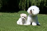 BICHON FRISE 551